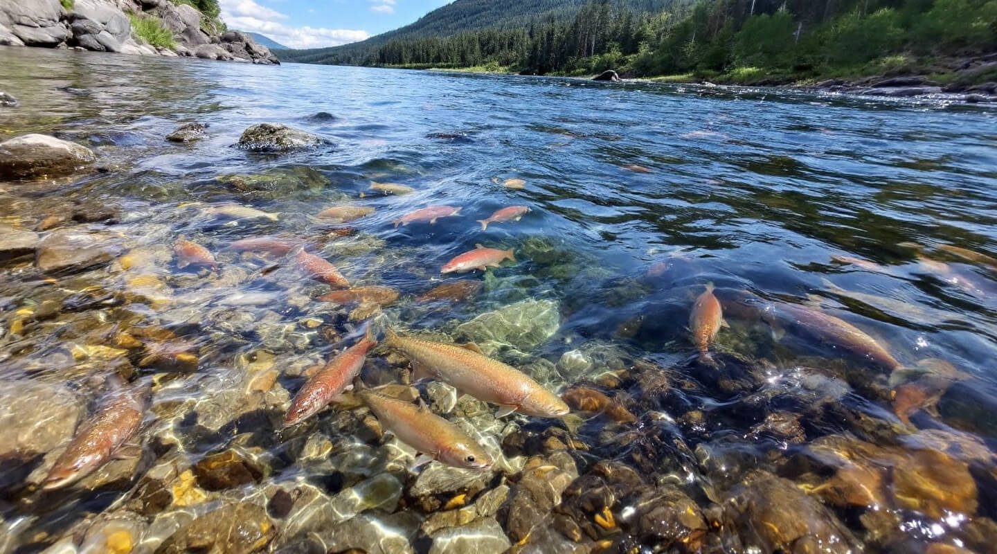 Atlantic salmon in pristine Miramichi River exhibiting conservation success
